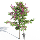 Purple Robe Locust – Robinia Pseudoacacia 2