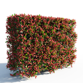 Photinia fraseri Little Red Robin Hedge 1