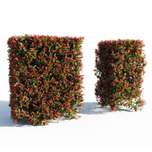 Photinia fraseri Little Red Robin Hedge 2