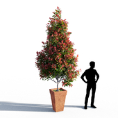 Photinia fraseri Little Red Robin pot