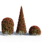 Photinia fraseri Little Red Robin SHAPE