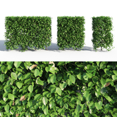 HORNBEAM hedge