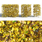 Hornbeam hedge autumn
