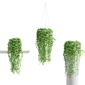 hanging plants vol.01