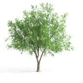 european ash vol.01