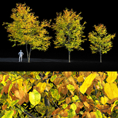 Tilia europaea / linden tree  autumn