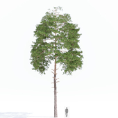 red pine tree 01