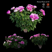 Peony plant 03