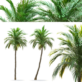 Two palm tree