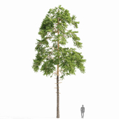 red pine tree 02