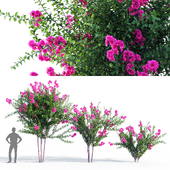Purple Lagerstroemia Indica
