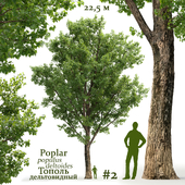 Тополь дельтовидный / Poplar / Populus deltoides #2