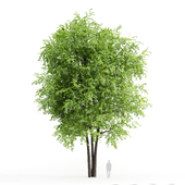 ash tree