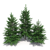 Fir-tree set