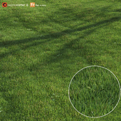 green lawn