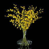 Orchid oncidium