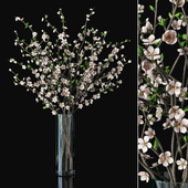 Plum blossom 03