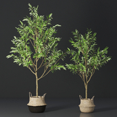 Olive tree 02