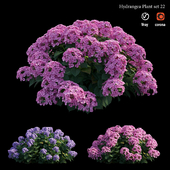 Hydrangea Plant set 22