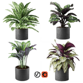 Collection calathea