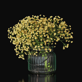 Gypsophila 03