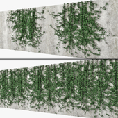 Ivy wall 10