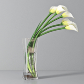 Calla lily 03