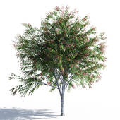 Waterhousea floribunda