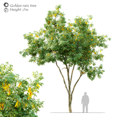 Golden rain tree_2