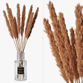 Pampas grass 05