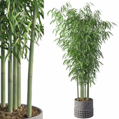 Plants collection 066 - Bamboo