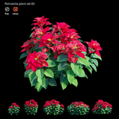 Poinsettia plant 03