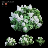 Hydrangea Plant set 31