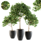 Outdoor Plants lemon tree - Set 97