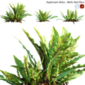 Asplenium nidus | Bird's Nest Fern | 01