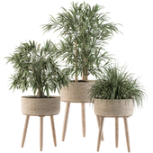 indoor Plant Set 94 - Palm in Mat Pot