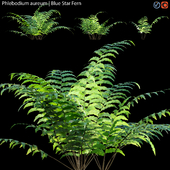 Phlebodium aureum - Blue Star Fern - 02