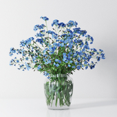 Myosotis