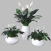 Peace lily