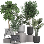 Collection of small plants in pots with Monstera, Ficus Benjamin, Scheffler. Set 760.