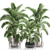 Collection of lush plants in luxury pots on legs with Banana palm, strelitzia, ravenala. Set 773.