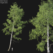 Birch forest part 5 (24m)