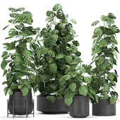 Collection of ornamental bushes of plants in black pots of Monstera, curly. Set 775