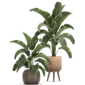 Beautiful decorative Strelitzia bushes, ravenala in baskets pots with Banana palm. Set 777