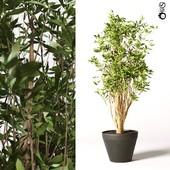 Artificial Olive Malabar