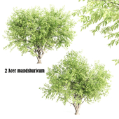 2Acer mandshuricum