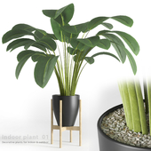 Indoor plant 01