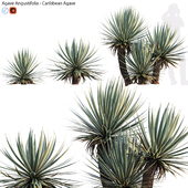 Agave Angustifolia - Caribbean Agave - 01