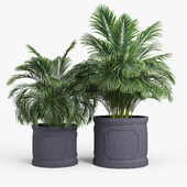 Birmingham Planter Palm