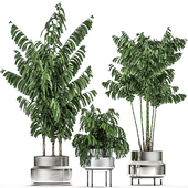 A collection of decorative lush palm trees in chrome pots on the legs of Cariota, Hamedorea. Set 796.